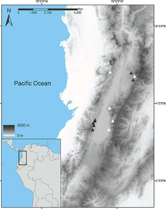 Collection localities of Akodon affinis in the Colombian Andes. White and black triangles depict localities where individuals showed traces or no traces of leucism, respectively.