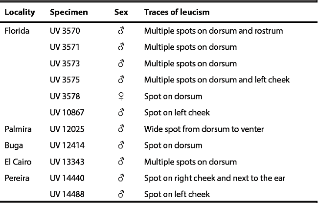 Traces of leucism in individuals of Akodon affinis (Allen, 1912) from Colombia.