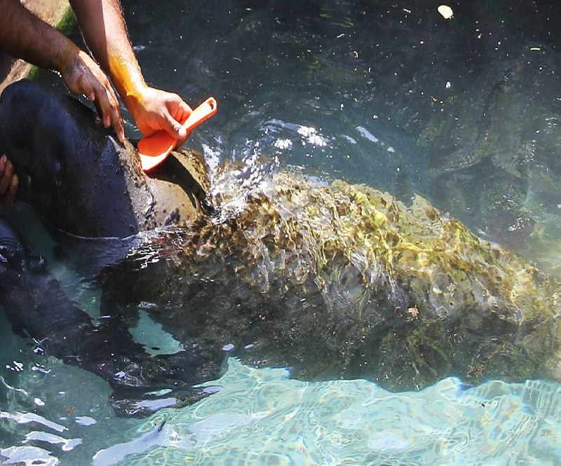 Surface scrape technique used for sampling epibionts found on the West Indian manatee in Mexico. Photograph by Raúl Díaz-Gamboa.