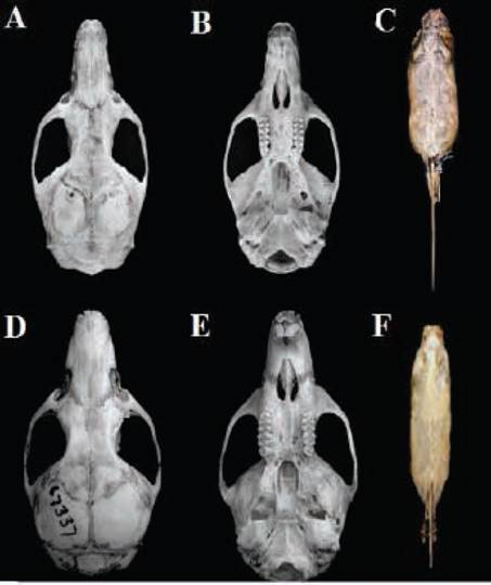 Dorsal (A) and ventral view (B) of the skull and (C) skin of an adult Colombian female of Nephelomys nimbosus (MUD 883). Dorsal (D) and ventral view (E) of the skull and (F) skin of the holotype of Nephelomys nimbosus (AMNH 67337).