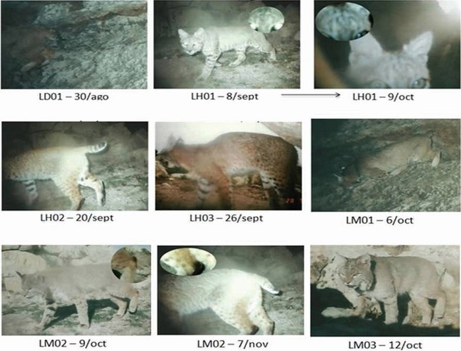 Bobcat individuals photographed in the Peñón Blanco in the Potosino-Zacatecano Plateau, Mexico