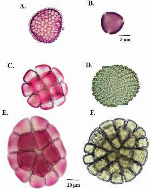 Palynomorphs found in contact pollen samples. A. Ochroma pyramidale. B. Clusiaceae. C. Inga cf. marginata. D. Acanthaceae. E. Inga cf. punctata. F. Inga cf. densiflora.