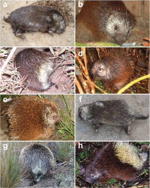 New records of Coendou rufescens in Ecuador: a = Road in the vicinity of Chaguarpamba, b = Quilanga, c = Olmedo, d = vicinity of the Villonaco Wind Project, e = Barrio Zamora Huayco, f = Vicinity of Gonzanama, G = Camino del Inca, and h = 5 km of Saraguro. a-f and h = province of Loja; h = province of Chimborazo.
