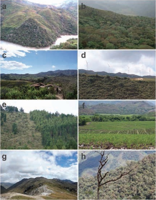 Localities of new records of Coendou rufescens in Ecuador: a = Road in the vicinity of Chaguarpamba, b = Quilanga, c = Olmedo, d = Vicinity of the Villonaco Wind Project, e = Barrio Zamora Huayco, f = Vicinity of Gonzanama, g = Camino del Inca, and h = 5 km of Saraguro. a-f and h = province of Loja; h = province of Chimborazo.