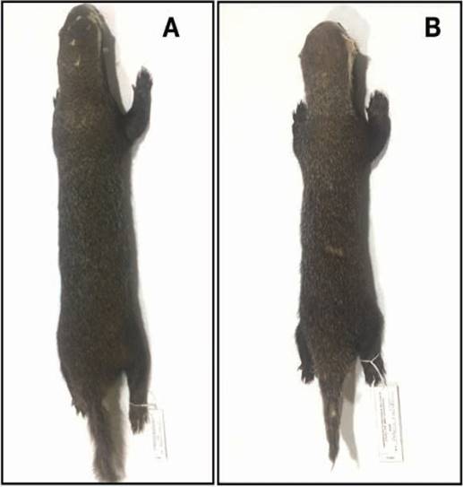 Specimens of G. vittata (A=CMCH00301, adult female; B=CMCH003012, juvenile female), collected at Flores de Buenanos, municipality of Quibdó.