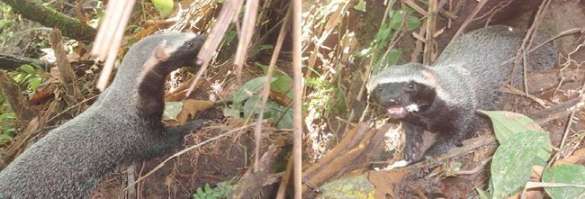 Photographic record of G. vittata in the jurisdiction of La Soledad, municipality of Rio Quito (Photographs: Eric Yair Cuesta Ríos).