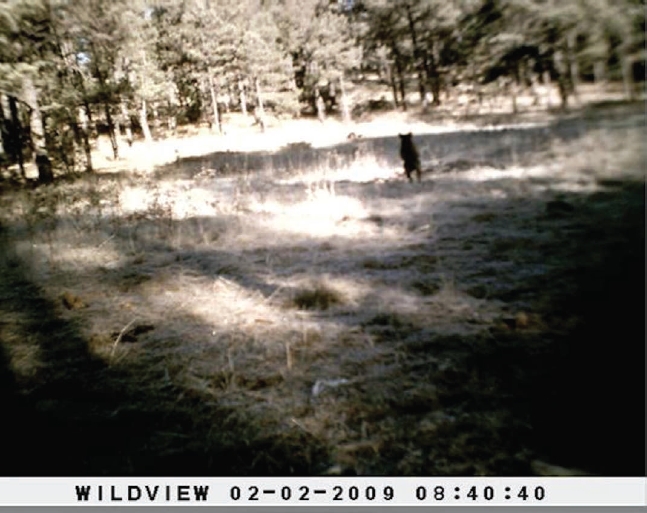 Individuo de oso negro americano (Ursus americanus) fotografiado en los terrenos de agostadero del Ejido &ldquo;Lobos y Pescaderos&rdquo;, en el Municipio de Tepehuanes, Durango, M&eacute;xico