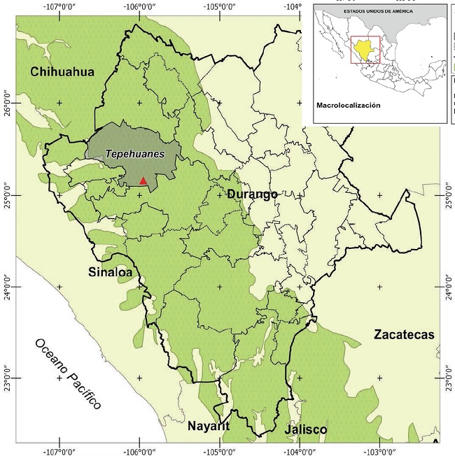 Mapa mostrando el &aacute;rea de estudio en donde se efectuaron las prospecciones en el a&ntilde;o 2009, en el Ejido de Lobos y Pescaderos, municipio de Tepehuanes y donde se obtuvo el registro de Oso negro americano (Ursus americanus). Ubicaci&oacute;n de la fotocolecta (triangulo rojo). Municipio de Tepehuanes (achurado en gris). Divisi&oacute;n del estado (l&iacute;nea oscura). Sierra madre Occidental (achurado verde).