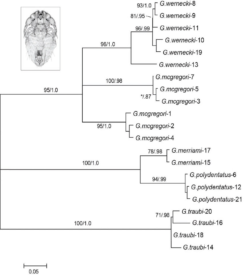 Maximum likelihood (ML) tree for 21 Geomydoecus lice studied (G. mcgregori in inset). Locality numbers refer to Figure 1 and Table 1. Numbers on branches indicate ML bootstrap support/Bayesian posterior probability.