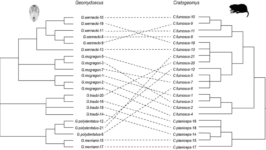 Tanglegram illustrating host parasite associations between pocket gophers (Cratogeomys) and their chewing lice (Geomydoecus). The pocket gopher phylogeny is taken from Hafner et al. (2004) and pruned to include only pertinent specimens.