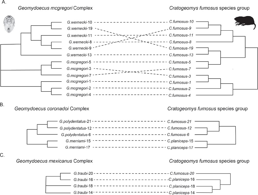 Subtree tanglegrams for louse species complexes and their associated pocket gopher hosts.
