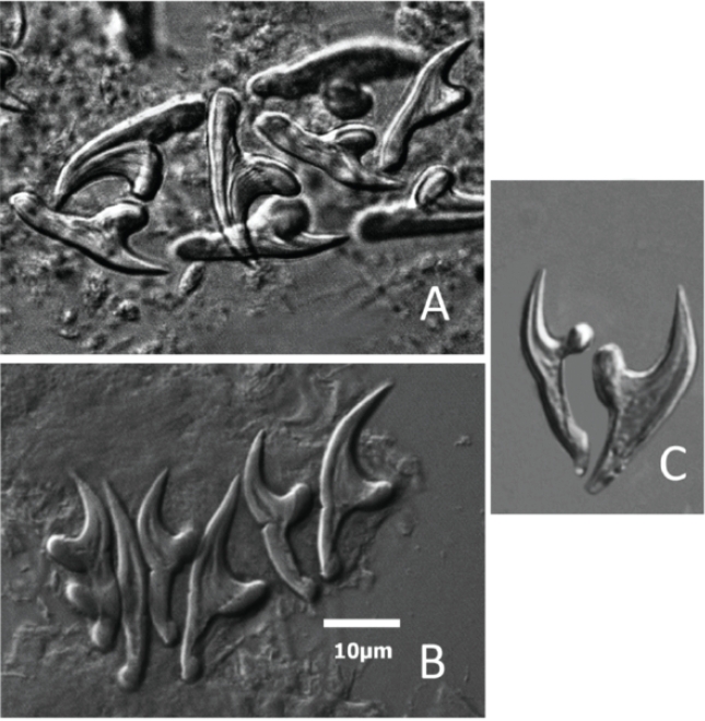 Images of rostellar hooks taken from alveolar cysts removed from the liver of rodents from three separate collection localities in Mongolia and North America. A) Large and small hooks from protoscolexes taken from Peromysus maniculatus collected near Taos, New Mexico, USA in 2009. B) Hooks taken from Microtus limnophilus collected near Har Us Lake, Khovd, Mongolia, 2012. C) Hooks from Microtus oeconomus from St. Lawrence Island Alaska, USA in 1950. All images and measurements made with a Zeiss Axiophot microscope and Zeiss Axiovision Software (SE64 v. 4.8). All hooks given at same ten micrometer scale as shown in Figure 1B.