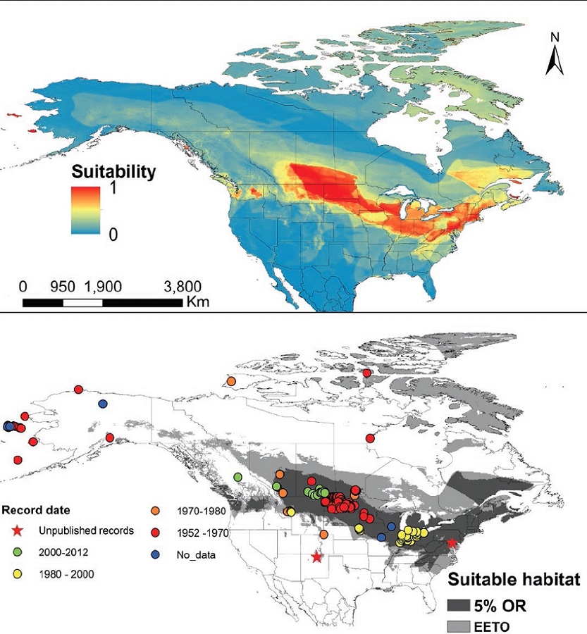 Results of the Maxent distribution model of Echinococcus multilocularis. A) Median continuous environmental suitability index on a log scale resulting from the 50 replicas; warmer colors indicating higher suitability. B) Binary prediction of suitable environmental conditions using two different reclassification thresholds. The dark gray distribution represents the threshold that keeps 95 % of the records, while the light gray area represents the suitable area using a threshold that equates entropy of threshold and original distributions. Occurrence location data used in the model are displayed by date of collection.