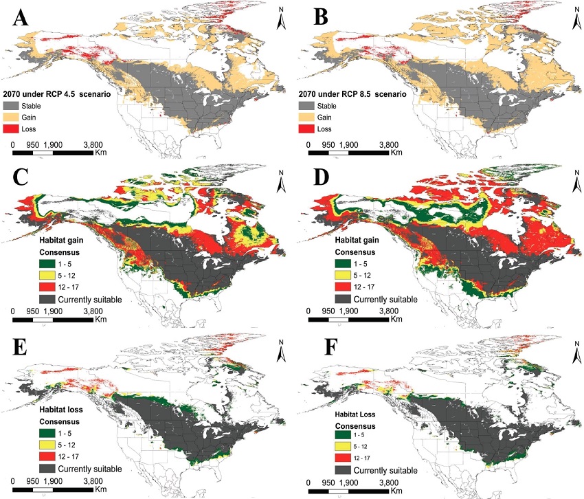 Projected changes in geographic distribution of suitable environmental conditions for Echinococcus multilocularis under the 4.5 (left column) and 8.5 (right column) global emission scenarios (RCP) for 2070. A) Changes in suitable habitat under the lower threshold for the median suitability of all GCM predictions under the 4.5 RCP. B) Changes in suitable habitat under the lower threshold for the median suitability of all GCM predictions under the 8.5 RCP. C) Consensus of predicted suitable habitat gain under the 4.5 RCP for all 17 GCM. Colors indicate the number of models that predict gain in each pixel. D) The same as C for the 8.5 RCP scenario. E) Consensus of predicted loss in suitable habitat under the 4.5 RCP for all 17 GCM. F) The same as E for the 8.5 RCP scenario.
