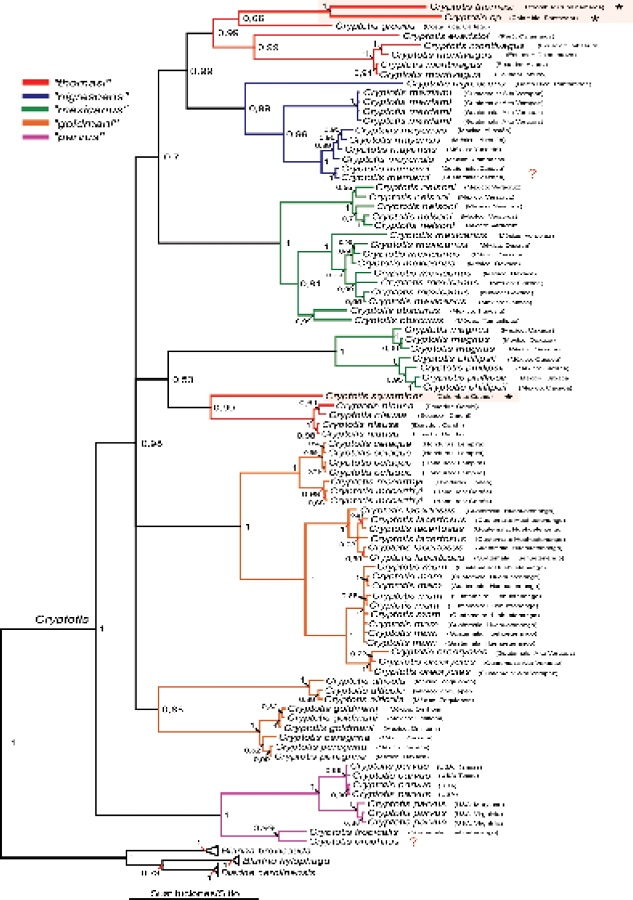 Bayesian Phylogeny of Cytochrome B (Cytb). The new information corresponding to species of Cryptotis of Colombia is marked with asterisks (*). The groups of species were defined based on the work of He et al. (2015). Access numbers of each sequence are listed in Appendix 1.