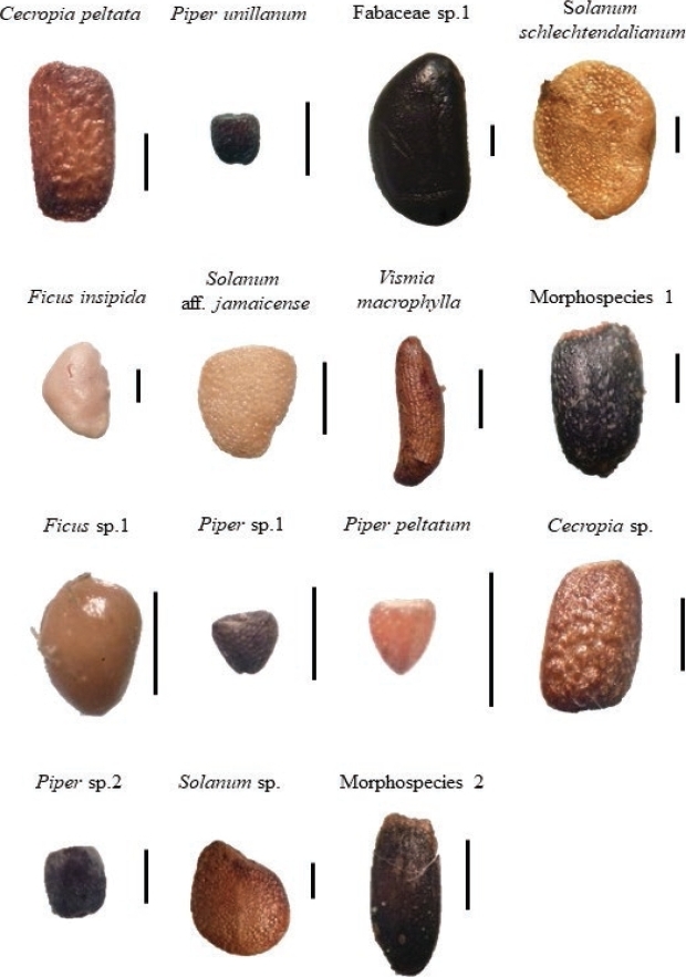 Photographs of seeds consumed by frugivorous bat species in Hacienda La Cabaña (Meta, Colombia). Scale bars = 1 mm.