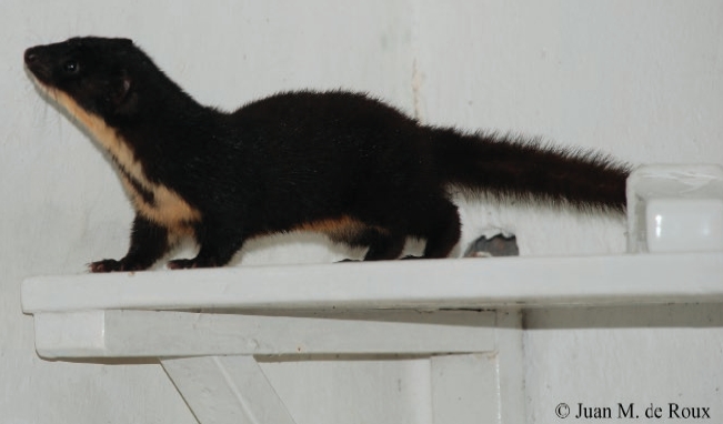 The Colombian weasel Mustela felipei alive from finca Morobia, Dagua, Valle del Cauca, Colombia. Note the diagnostic characters: the dark coloration, short tail without a black tip, and the presence of a ventral spot on its neck of the same color as the dorsum. Photograph: J. M de Roux.