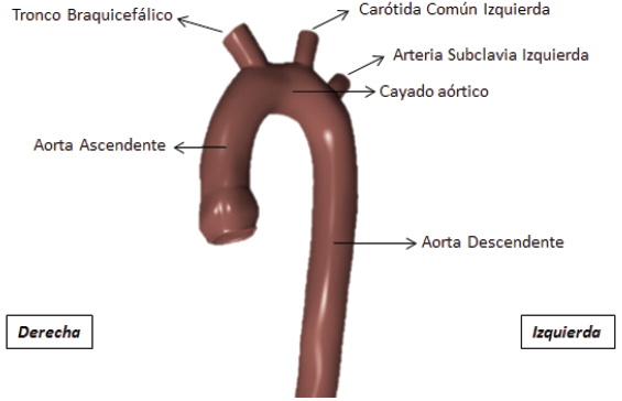 Vista frontal de la aorta tor&aacute;cica en donde se se&ntilde;alan sus tramos y ramas