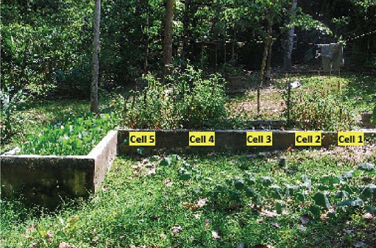 Picture of the pilot plant with planted tomatoes. Note growth of tomatoes in most cells except cell 3