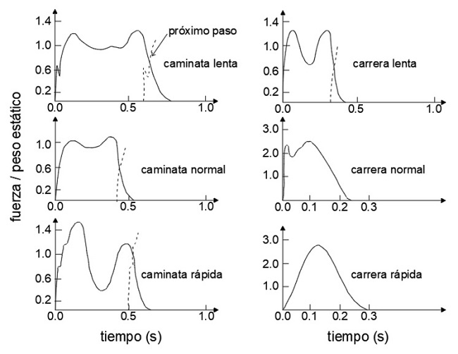 Patrones típicos de fuerza peatonal en la dirección vertical