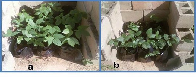 Muestras de las plantas al finalizar el periodo de estudio.
Concentración 4:1 a 32 días de germinación, a) Morichal, b) Orocual