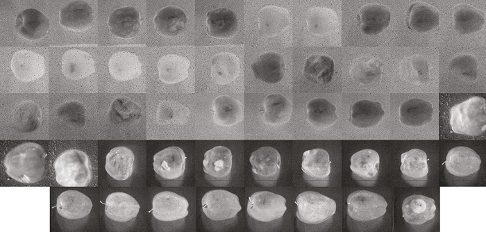 Banco de im&aacute;genes que conforman la matriz de confusi&oacute;n