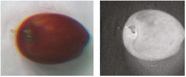 Manzana en buenas condiciones: a) RGB y b) NDVI