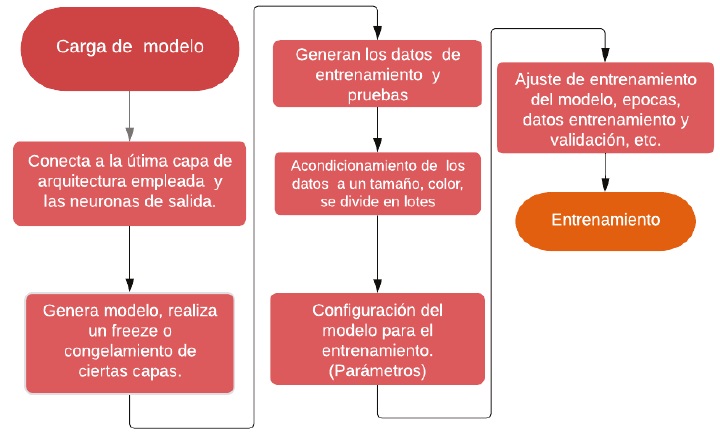 Etapas presentes durante el entrenamiento de las NNs