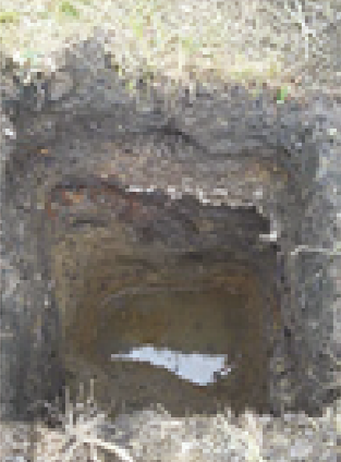 Calicata practicada en Zona 1. Nivel fre&aacute;tico a 3.50 m