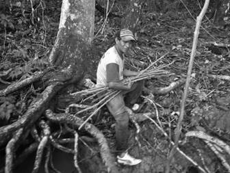 Flow of transformations of manioc stems into beer