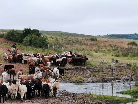pe&otilde;es conducting a troop of cattle. Serra do Caver&aacute;, Ros&aacute;rio do Sul (Rio Grande do Sul, Brazil). May 2014.