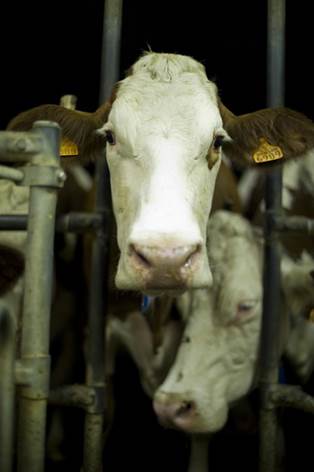 Cow waiting to be milked in a mechanized system.