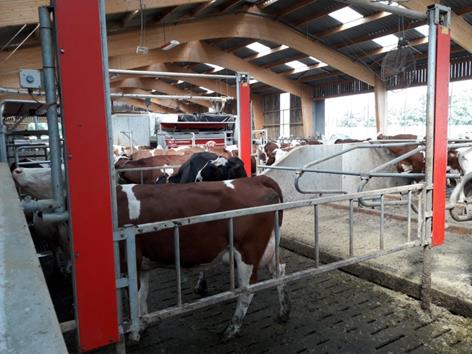 Integrating the robots to the stable. In the foreground, there is a space to eventually block cows that are late, forcing them to go through the robot in order to exit. The barrier is raised when it is not in use (which is most of the time).