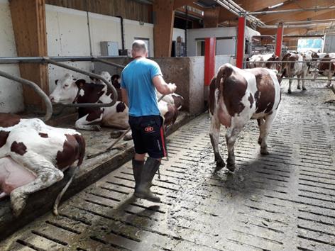 Strolling amidst the cow, cleaning manure on the sleeping mat, taking late cows to the robot, or spreading hay or sawdust on the carpet (task carried out in the mechanical system when the cows are not in the stable). Tasks carried out at least twice daily.
