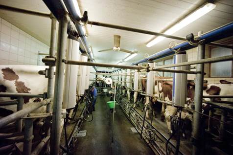 Mechanical milking installation with two rows (&ldquo;docks&rdquo;) and cows in a &ldquo;cob&rdquo; formation. In the middle we see the pit were the breeders watch.