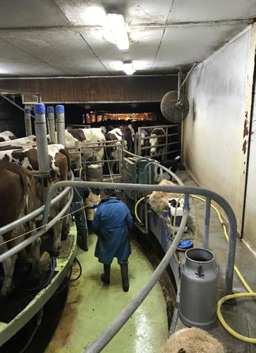 "Roto" milking system (rotary parlour). The cows are on a plate that spins depending on the position in which they enter or exit, and in which humans stand in the external corridor. The cows are milked from behind.