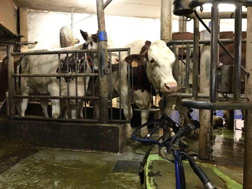 Entering the "Roto" system. The corridor connects the waiting room to the milking plate. When they leave, they return through a corridor in the stable.