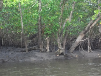 &ldquo;Tame&rdquo; mangrove