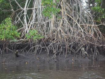 &ldquo;Sapateiro&rdquo; mangrove