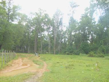 &ldquo;Cano&eacute;&rdquo;. Mangrove
