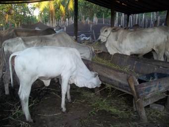 Cattle tethered to the yard