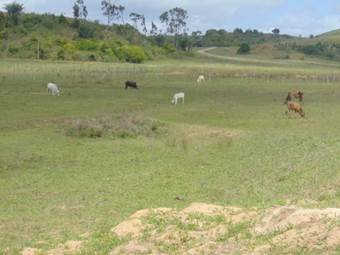Cattle grazing