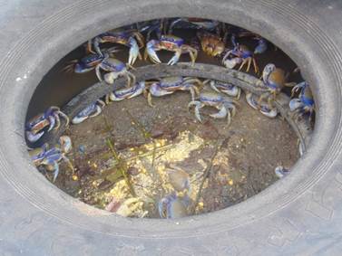 Inside the blue land crab breeder