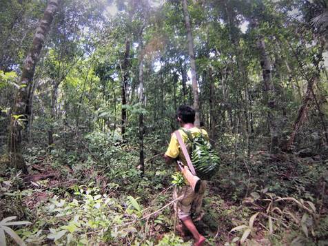 Hunter walks along a narrow path in the midst of vegetation. He identifies it by slight signs in the landscape
