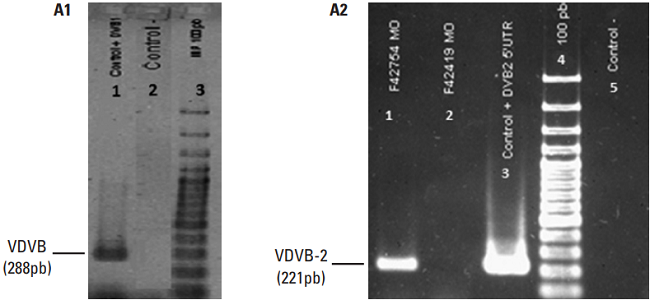 Amplificaci&oacute;n por RT-PCR para detecci&oacute;n del VDVB-2. 1A. (1) Control positivo VDVB Cepa NADL; (2) Control negativo; (3) Marcador de peso molecular (pb). 1B. (1) Muestra positiva de muesca de oreja al VDVB-2; (2) Muestra negativa de muesca de oreja al VDVB-2; (3) Control positivo VDVB-2 Cepa VS-260; (4) Marcador de peso molecular (pb); (5) Control negativo.