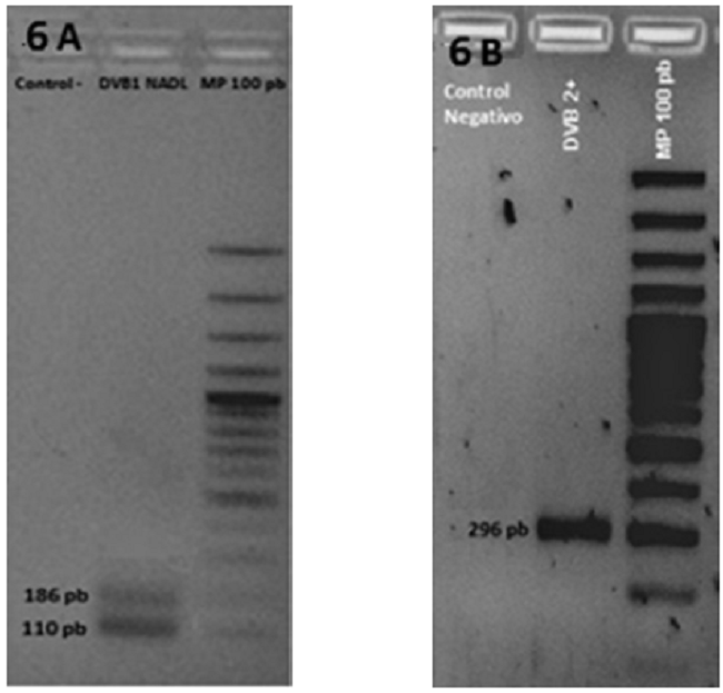 Digesti&oacute;n enzim&agrave;tica en controles positivos para VDVB-1 y VDVB-2. Digesti&oacute;n realizada empleando la enzima BstNI: 6A. Clivaje del producto del control de la cepa de referencia NADL para el VDVB-1 correspondiente a 186 pb y 110 pb. 6B. Producto del control obtenido de la cepa de referencia VS-260 correspondiente a 296 pb