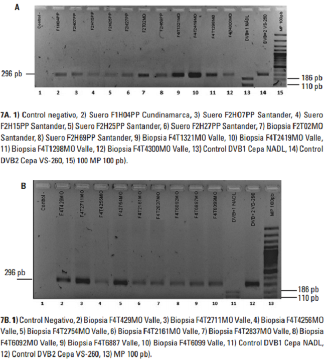 Digesti&oacute;n enzim&agrave;tica empleando la enzima BstNI en muestras de cart&iacute;lago auricular (MO) provenientes de fincas de Cundinamarca, Santander y Valle del Cauca