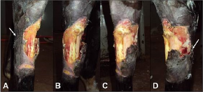 Equino con herida lacerante en el miembro p&eacute;lvico derecho. Im&aacute;genes realizadas en el d&iacute;a del atendimiento, 24 horas despu&eacute;s del accidente. A) aspecto lateral de la lesi&oacute;n, notar sutura parcial realizada (flecha). B) aspecto dorso-lateral. C) aspecto dorsal. D) aspecto medial de la lesi&oacute;n, notar punto abierto (flecha). 