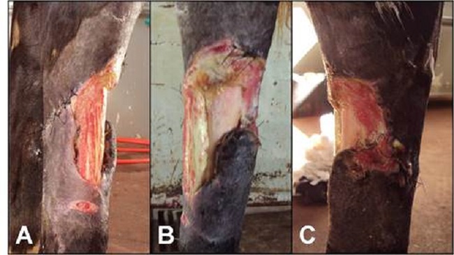 Equino con herida lacerante en miembro p&eacute;lvico derecho. Im&aacute;genes realizadas despu&eacute;s de 4 d&iacute;as del atendimiento inicial. A) aspecto lateral de la lesi&oacute;n. B) aspecto dorsal. C) aspecto medial.