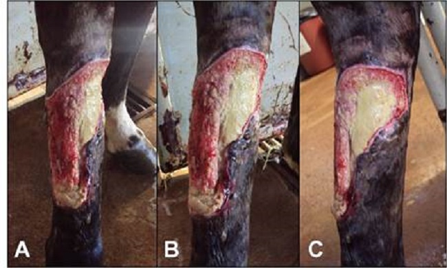 Equino con herida lacerante en miembro p&eacute;lvico derecho. Im&aacute;genes realizadas despu&eacute;s de 60 d&iacute;as del atendimiento inicial. A) aspecto lateral da lesi&oacute;n. B) aspecto dorsal. C) aspecto medial. 